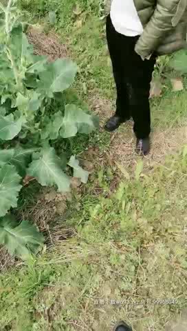 [MP4/ 3.66G]&nbsp;&nbsp;重庆妹子到农村挑逗大叔摸逼 野外撒尿露大白肥臀 掰穴发骚