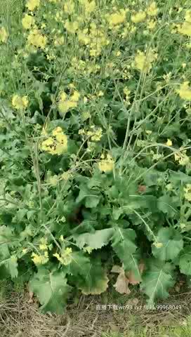 [MP4/ 3.66G]&nbsp;&nbsp;重庆妹子到农村挑逗大叔摸逼 野外撒尿露大白肥臀 掰穴发骚