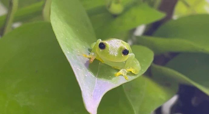 这个青蛙也太可爱了吧！