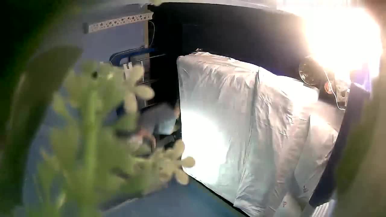 [MP4/ 1.46G] 监控破解年轻情侣衣服都没有脱就急不可耐的开干